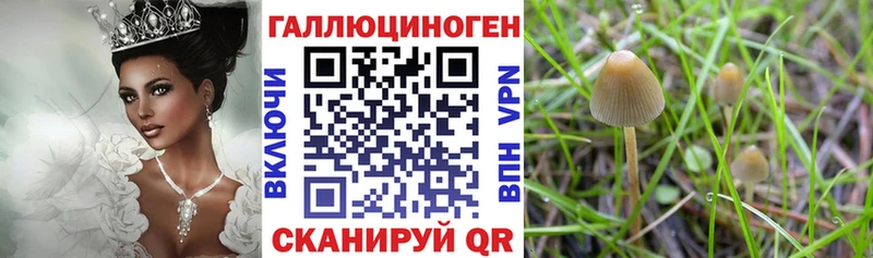 Галлюциногенные грибы Psilocybine cubensis  Купить где  Новопавловск 